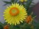 (Xerochrysum bracteatum)