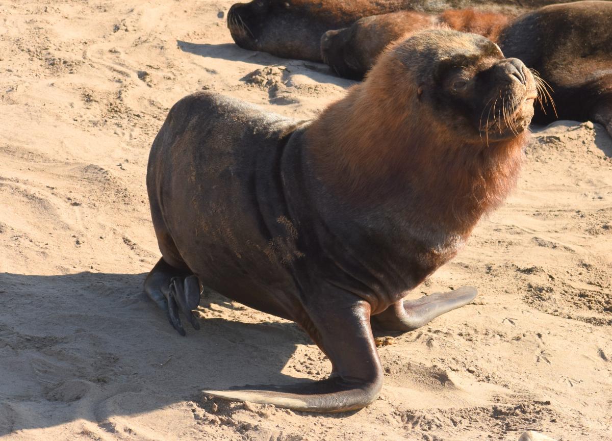 Foto Lobo Marino de Un Pelo
