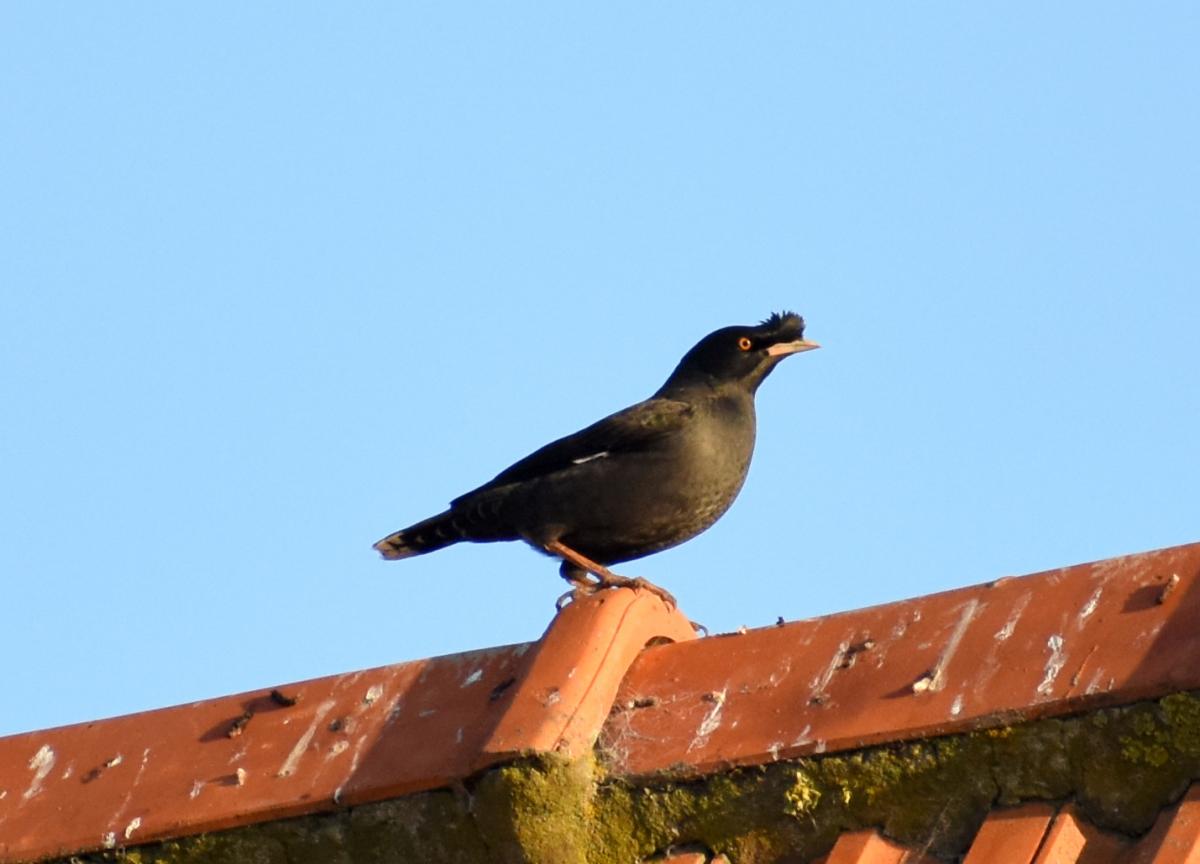 Foto Estornino Crestado