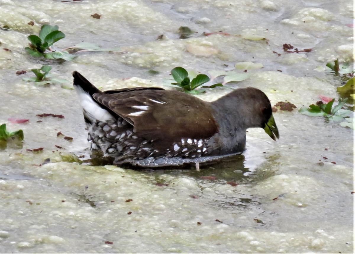Foto Pollona Pintada