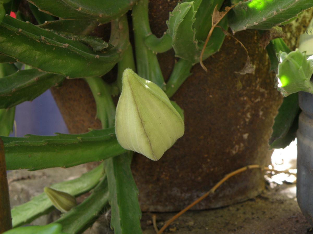 Foto Flor De Carroña