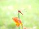 Orthemis nodiplaga