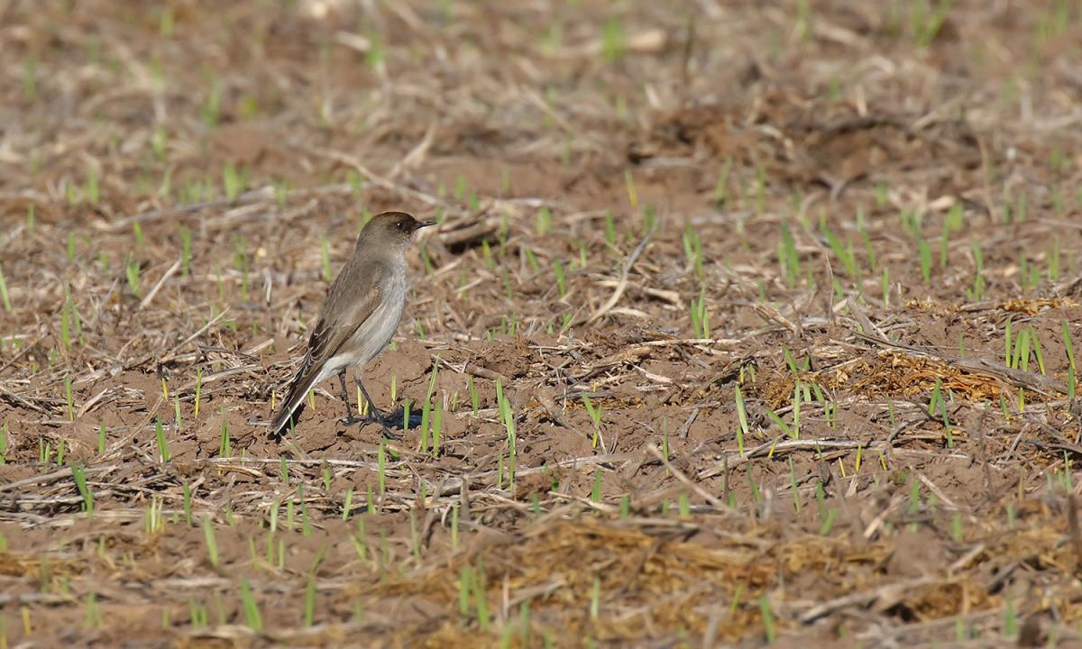Photo Dormilona Cara Negra