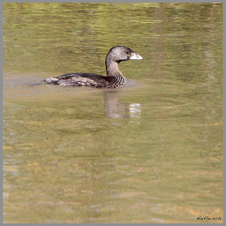 Foto Macá Pico Grueso