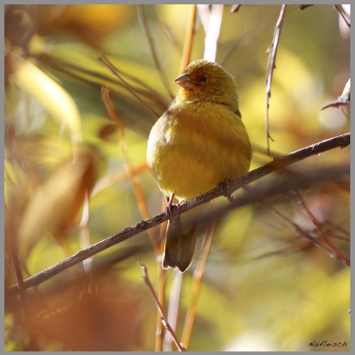 Foto Jilguero Dorado