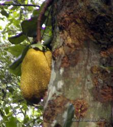  (Artocarpus heterophyllus)