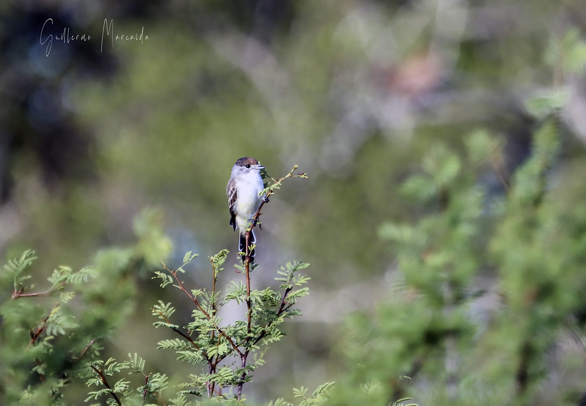 Photo Tijerilla