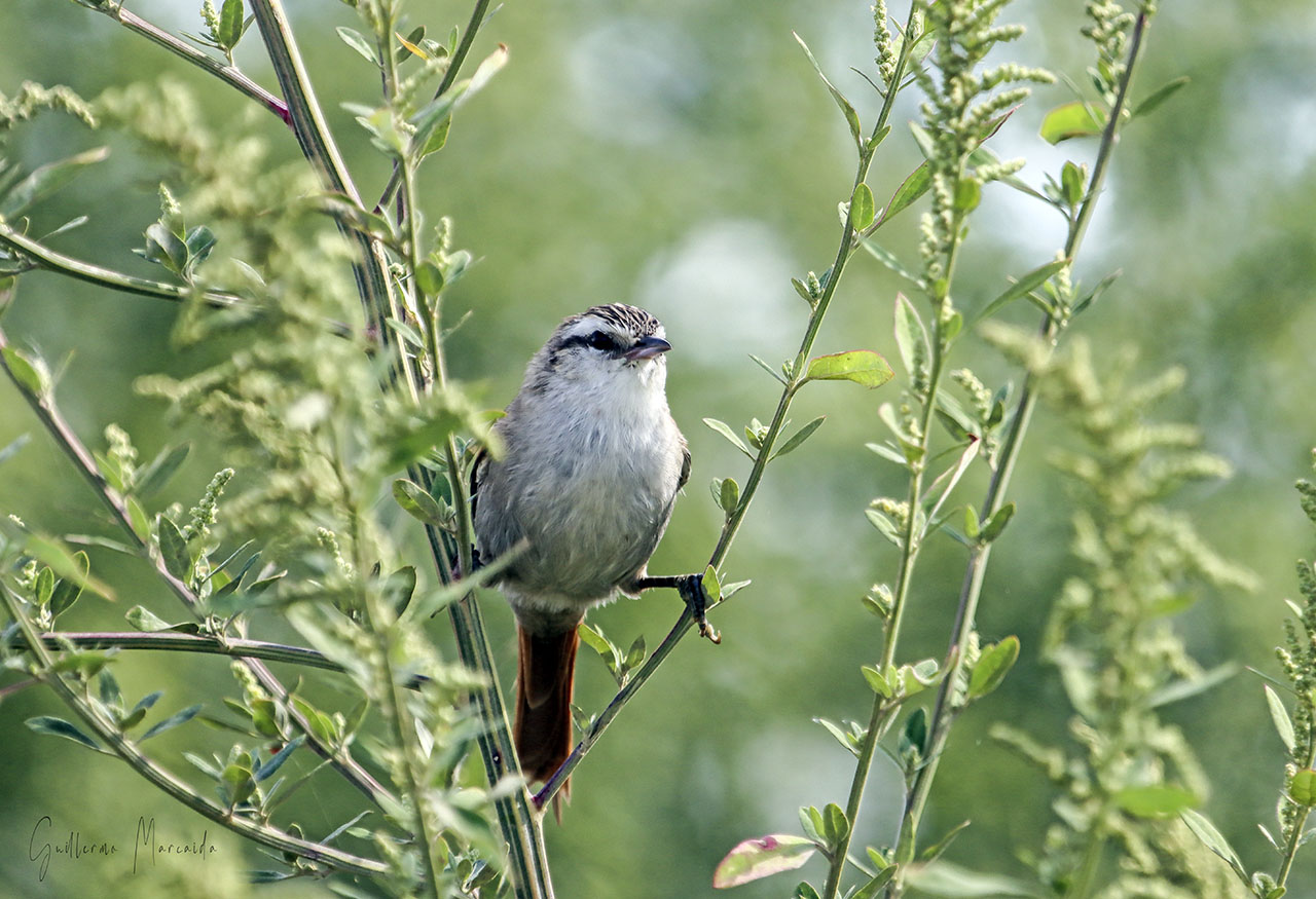 Foto Curutié Blanco