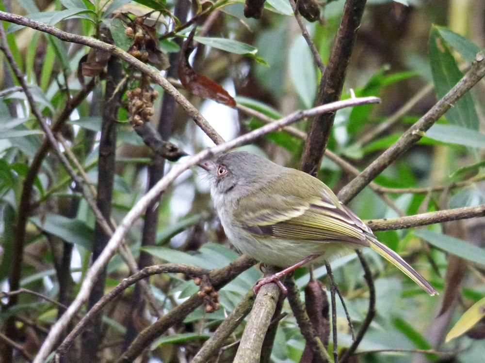 Photo Mosqueta Ojo Dorado