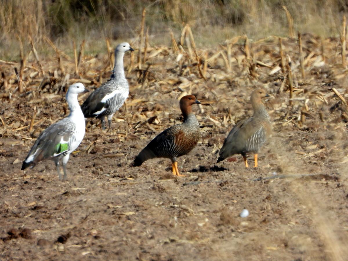 Photo Cauquén Común