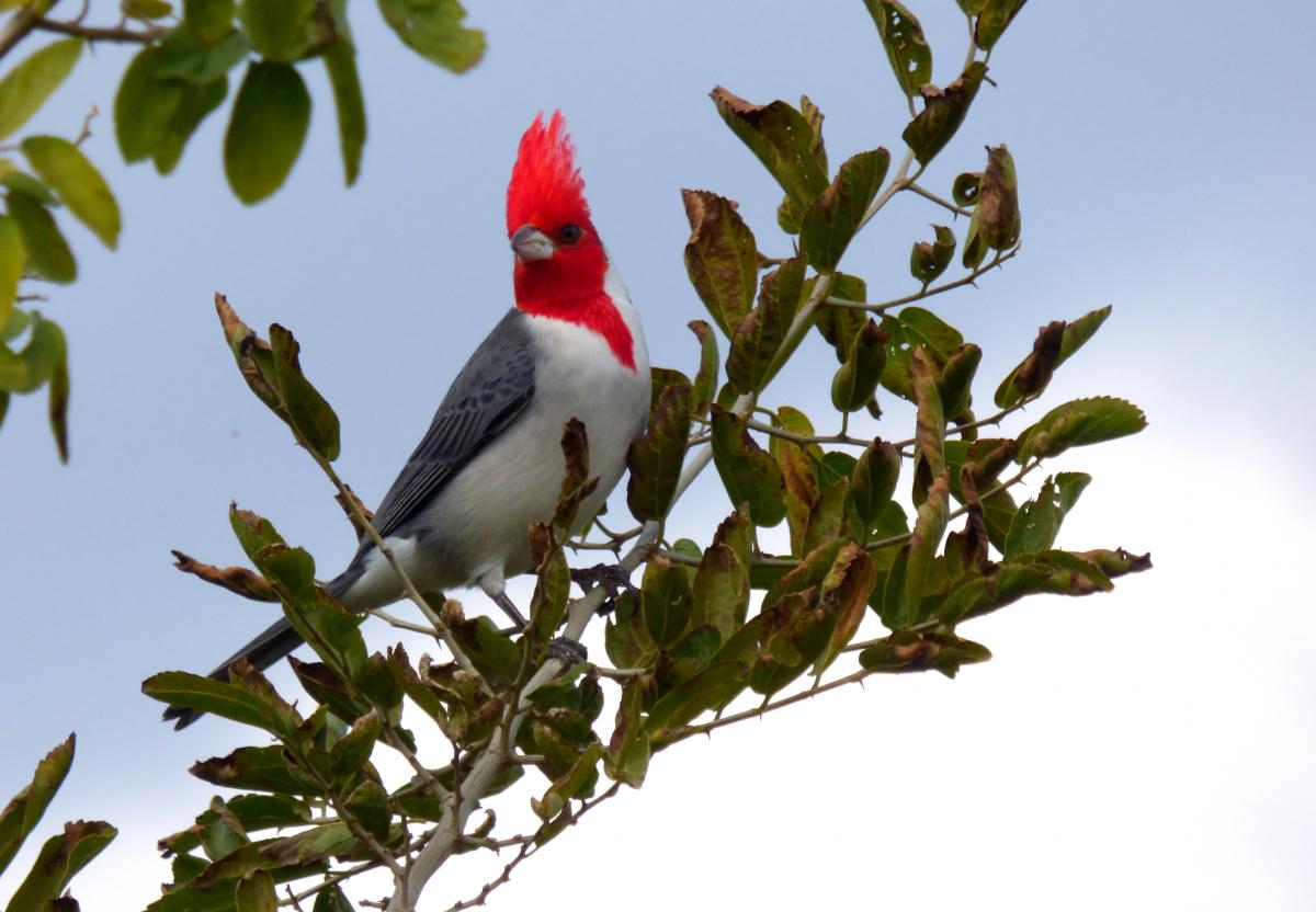 Foto Cardenal Común