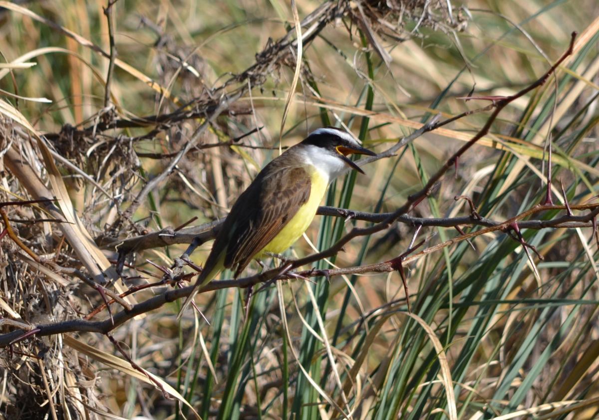 Foto Benteveo Común