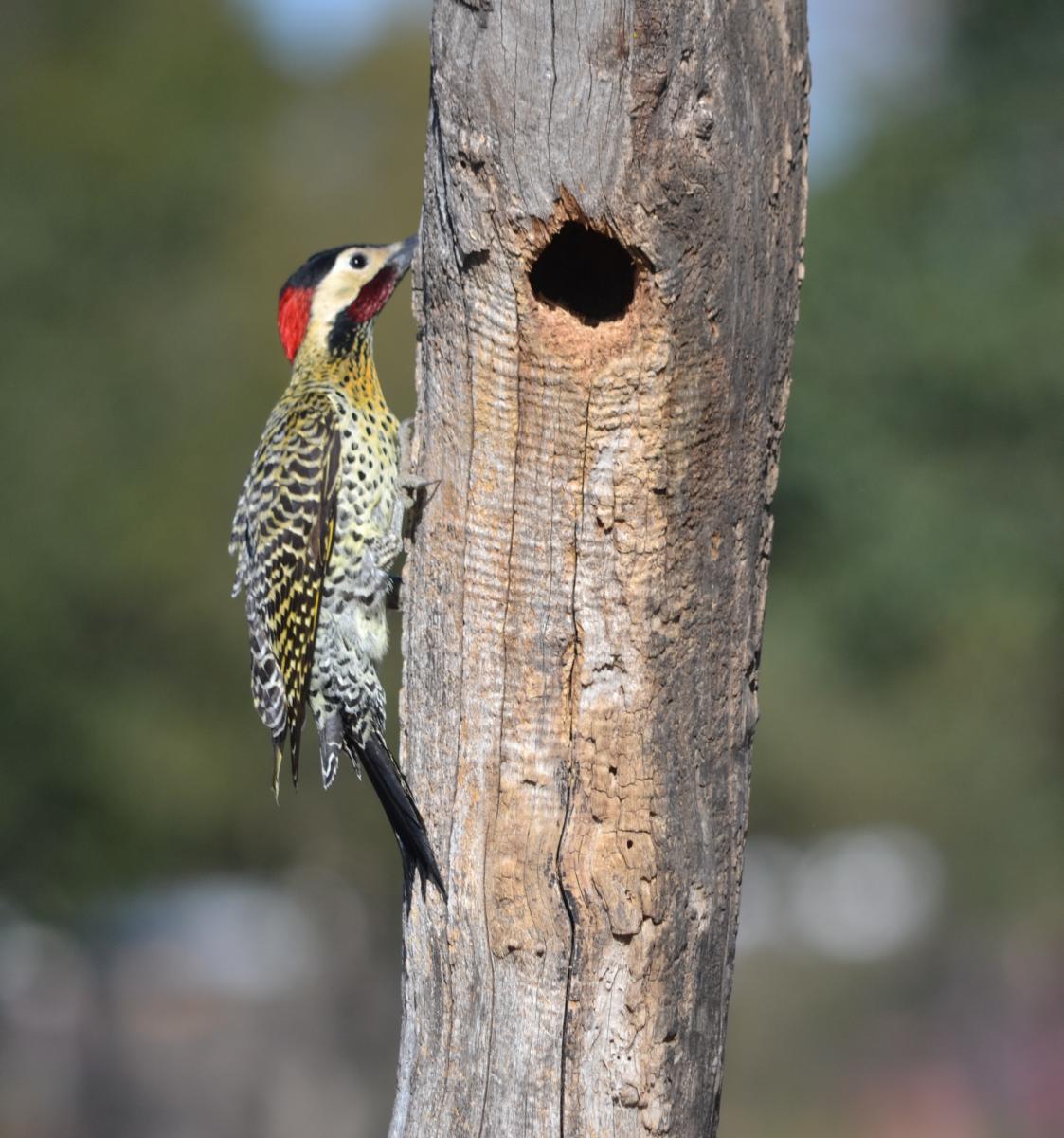 Foto Carpintero Real Común