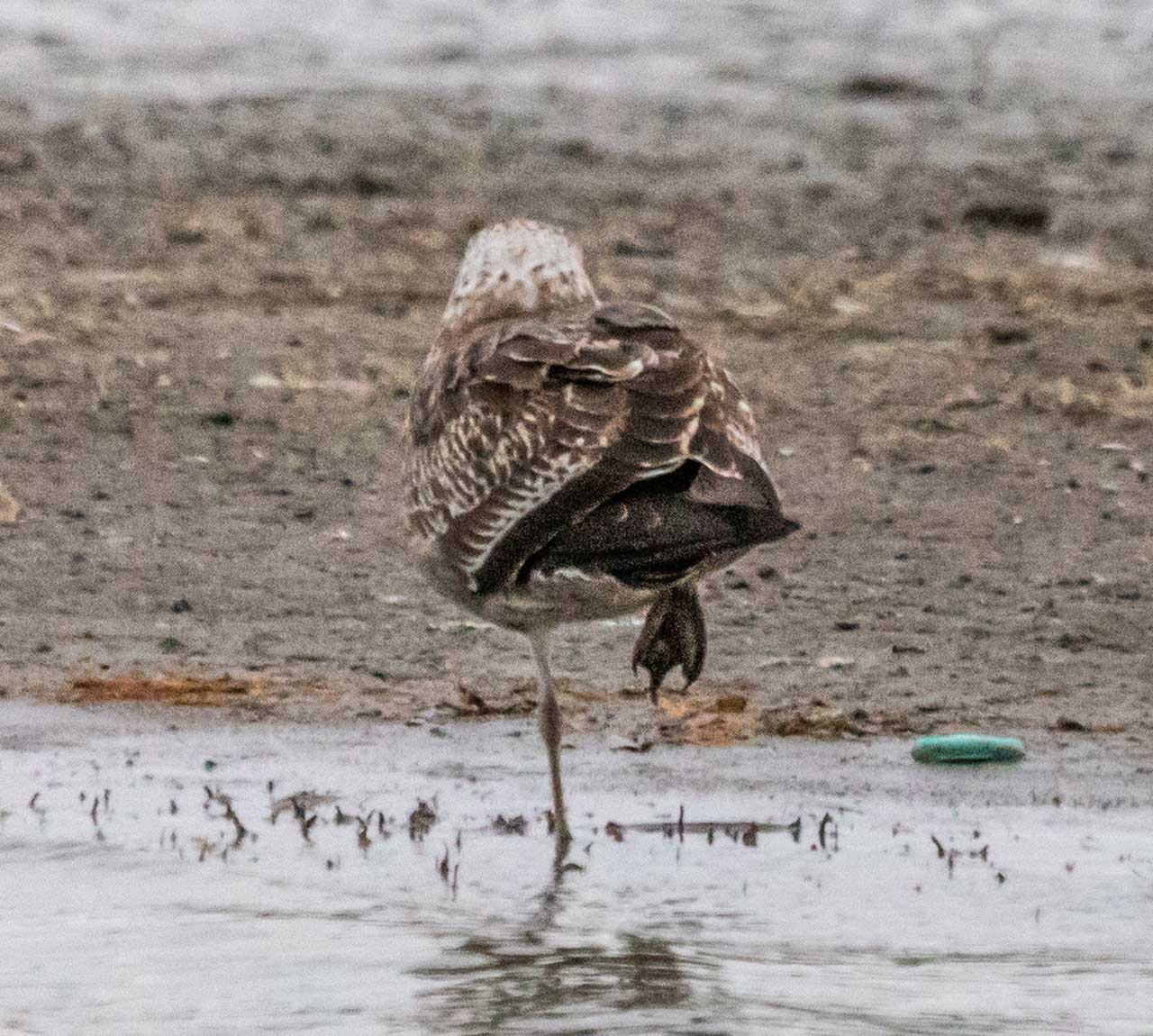 Foto Gaviota Cocinera