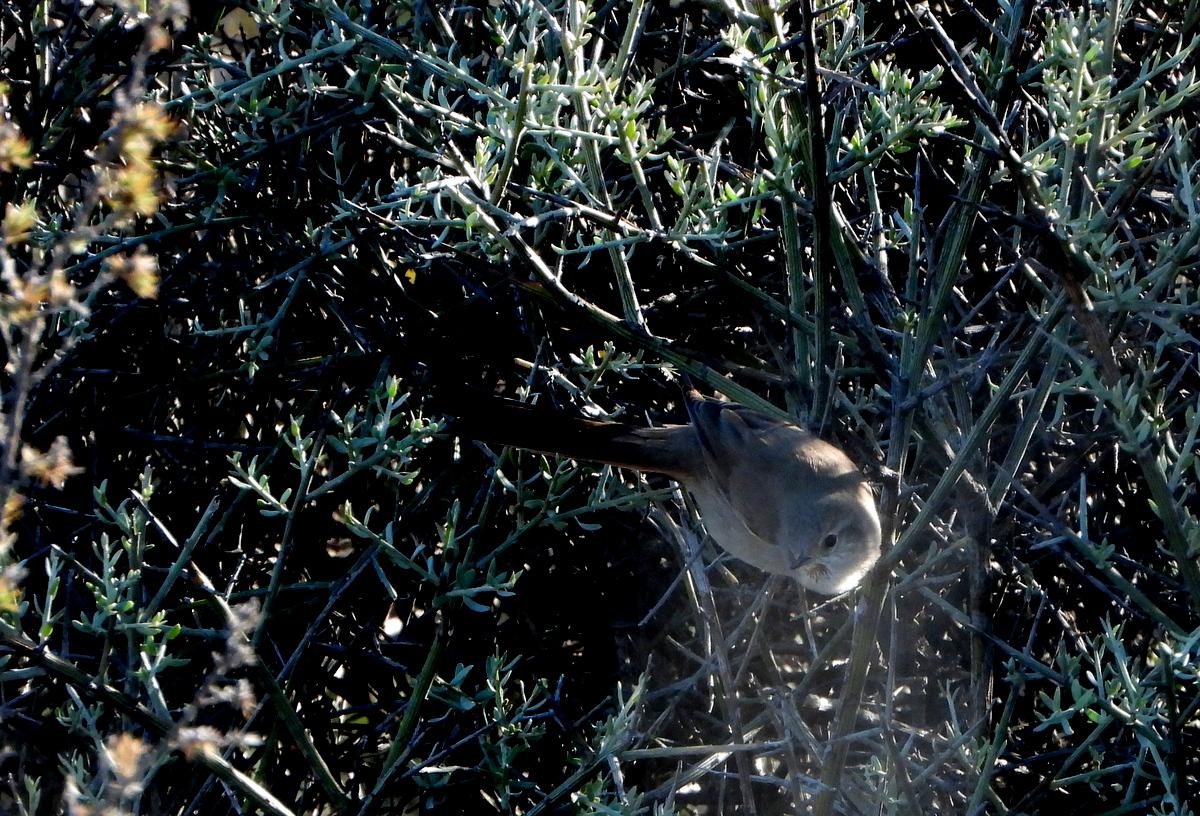 Photo Canastero Patagónico
