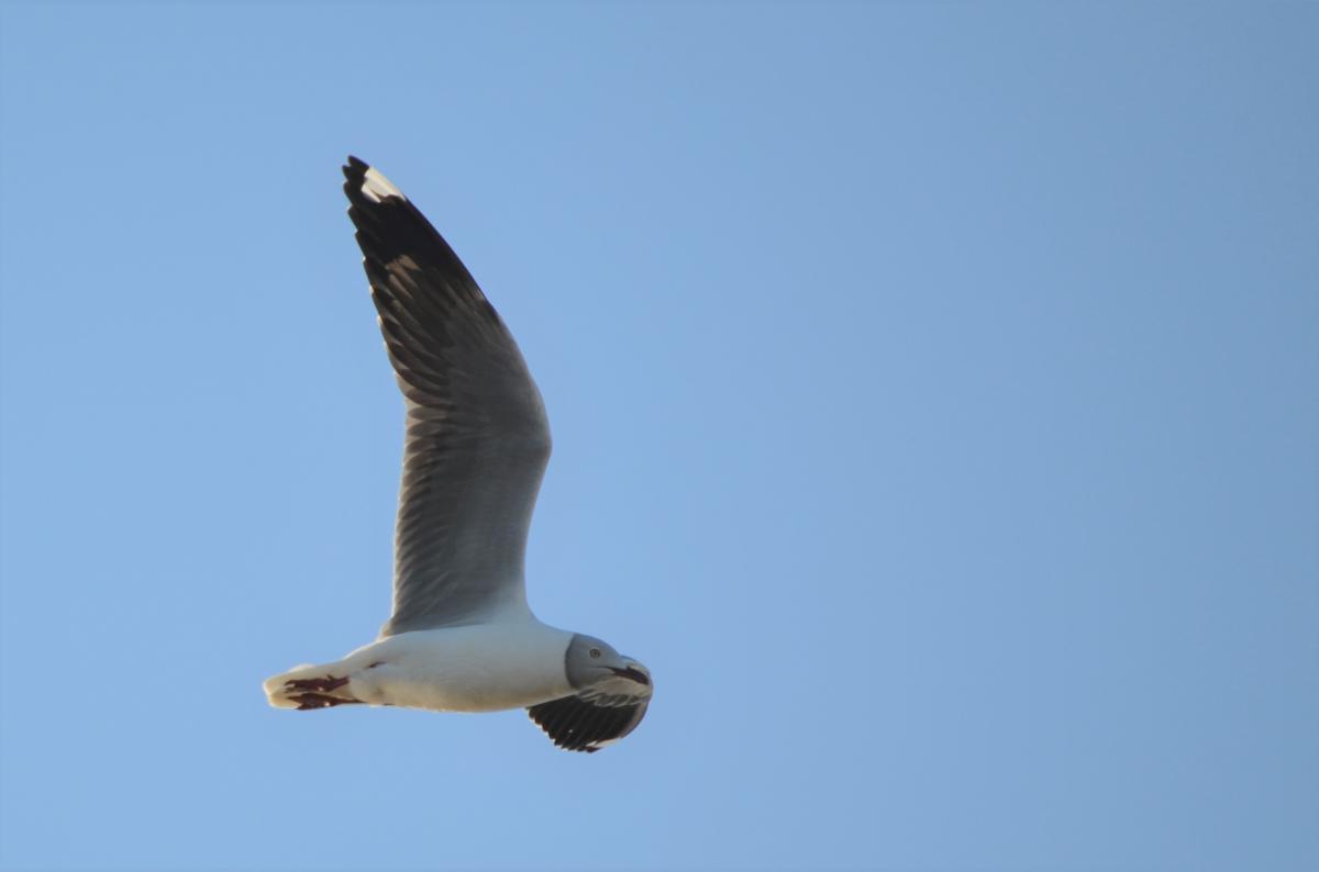Foto Gaviota Capucho Gris
