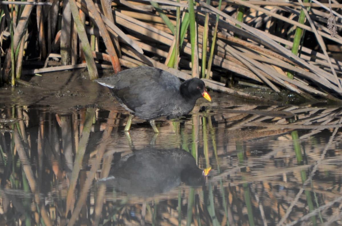 Foto Gallareta Escudete Rojo