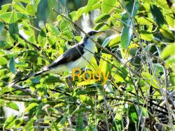 Foto Papa-lagarta-de-asa-vermelha