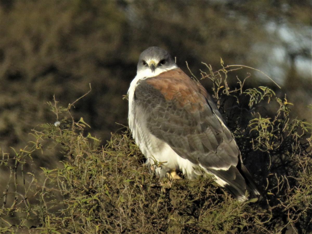 Foto Aguilucho Común