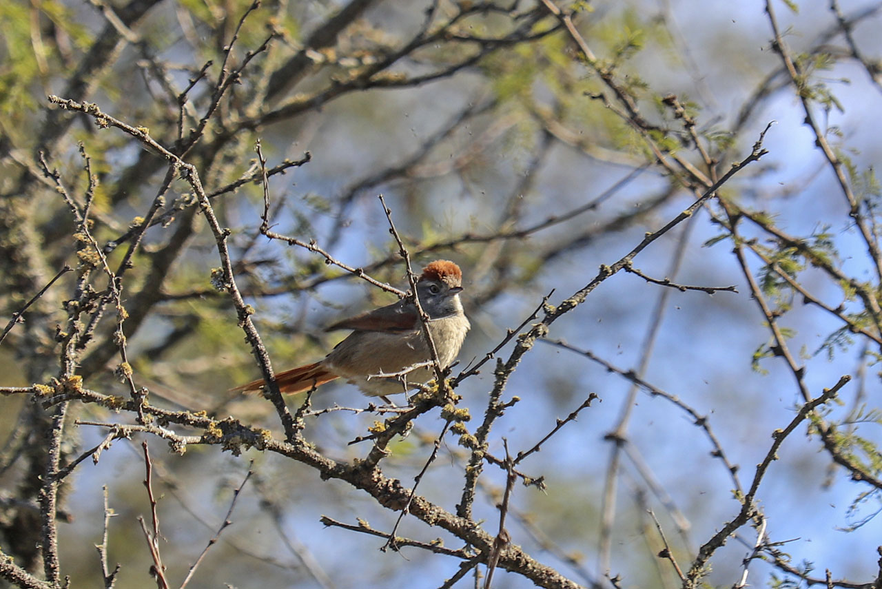 Foto Pijuí Frente Gris