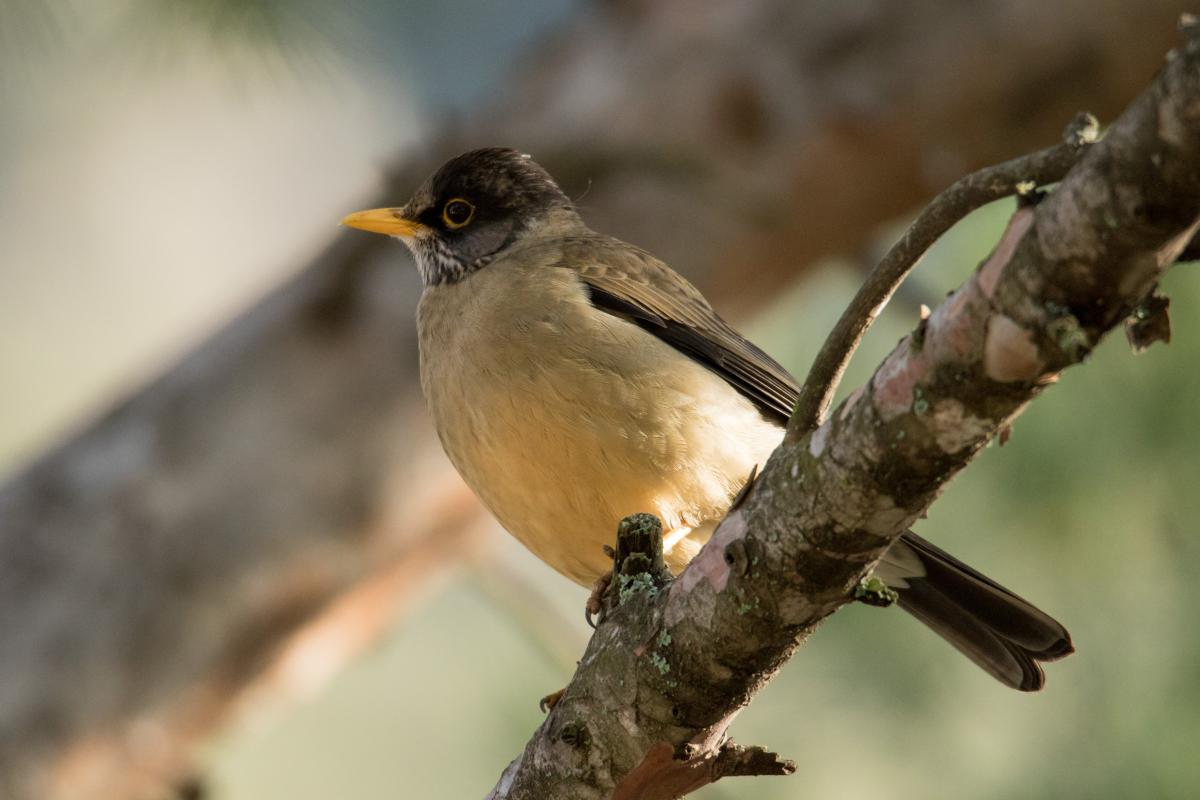 Photo Zorzal Patagónico
