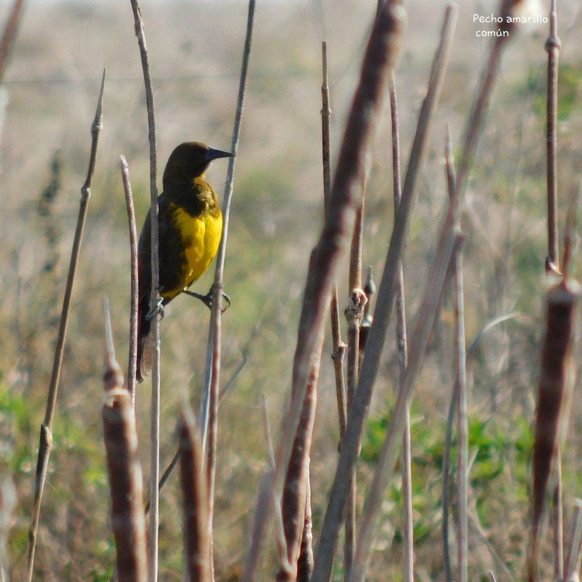 Foto Pecho Amarillo Común