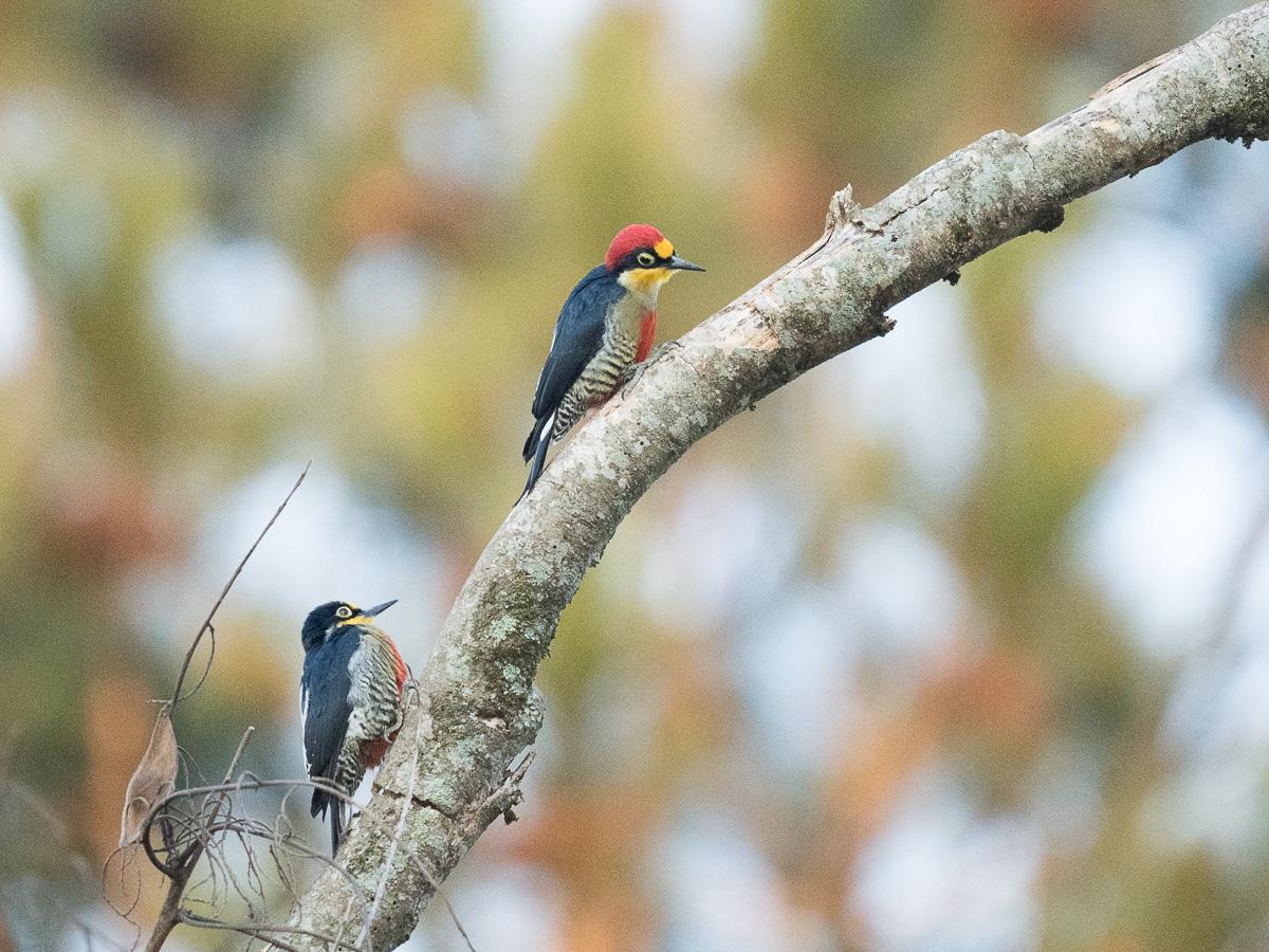 Foto Carpintero Arcoiris