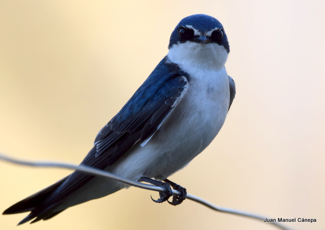 Photo Golondrina Ceja Blanca
