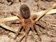 Grammostola pulchripes