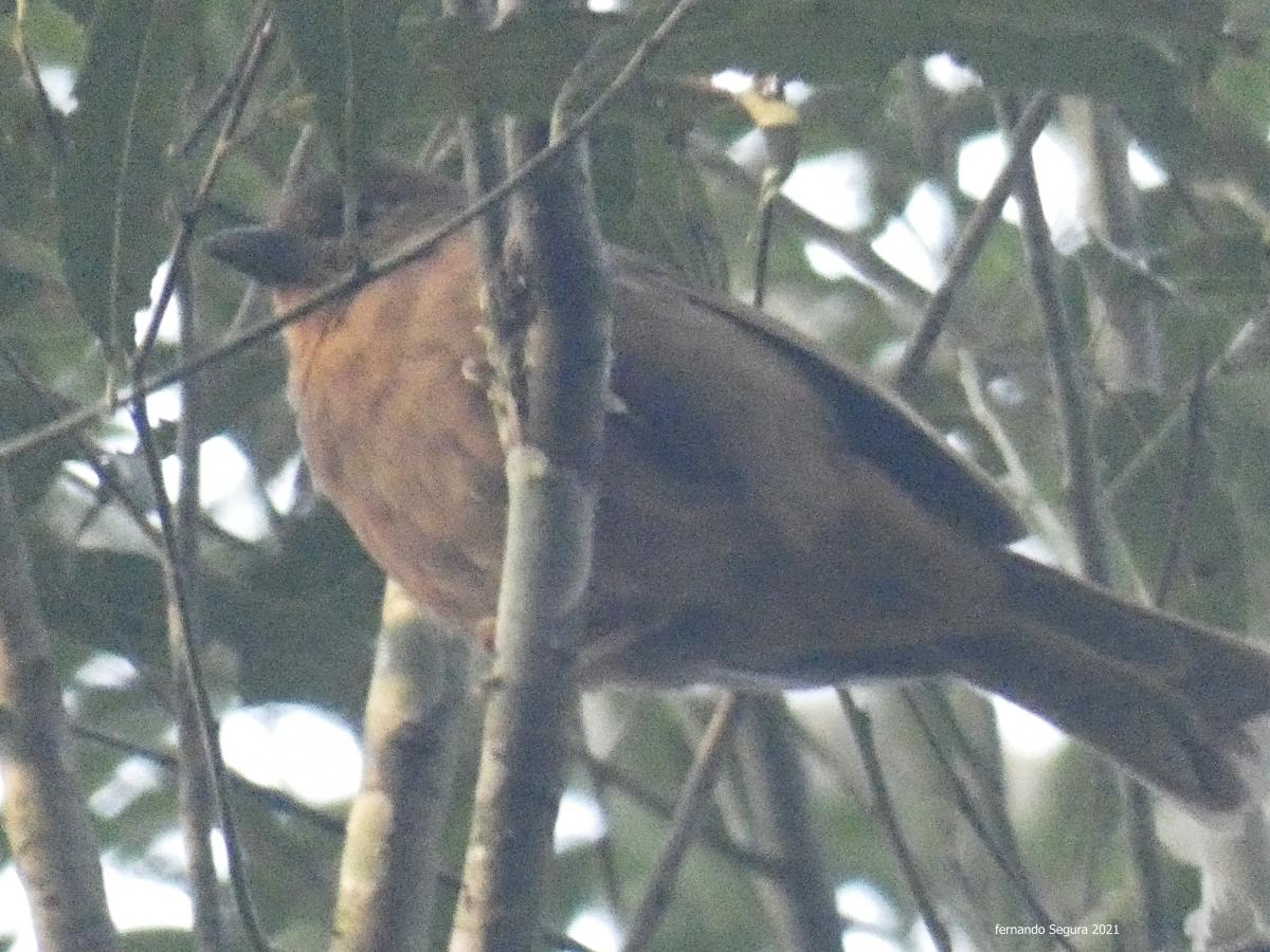 Foto Fueguero Morado