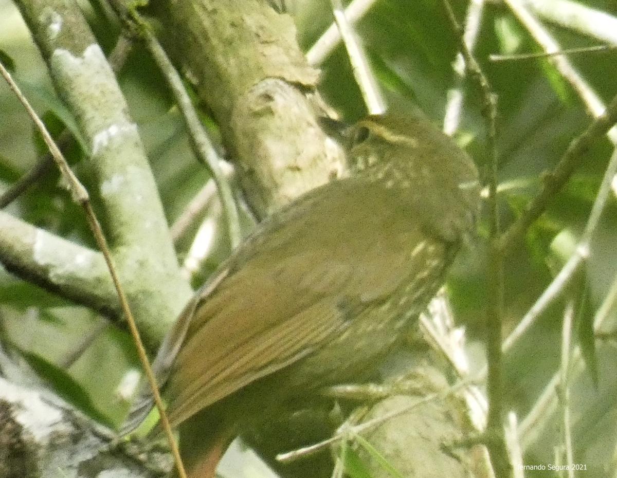 Foto Ticotico Común