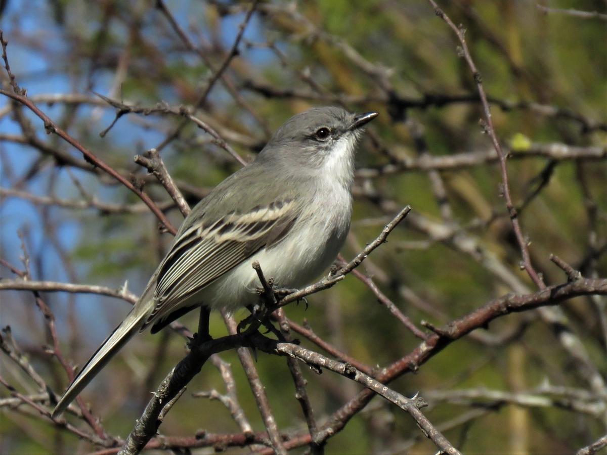 Foto Suirirí Común