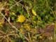 Sonchus oleraceus