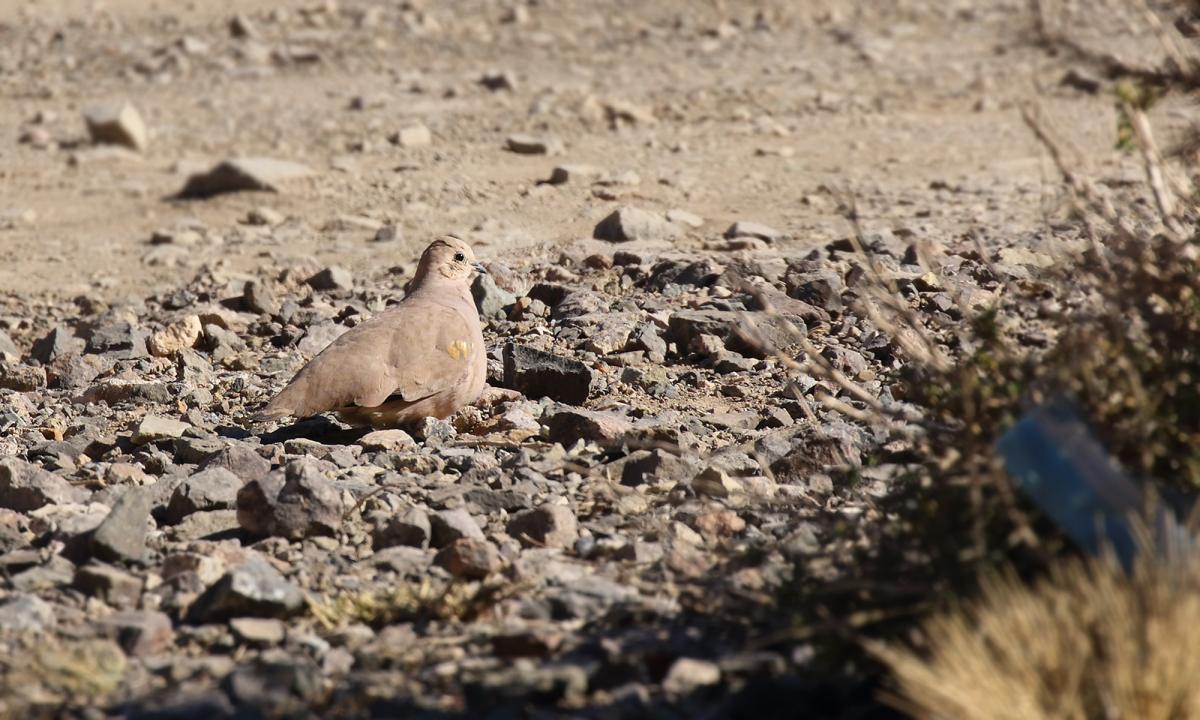 Foto Palomita Dorada