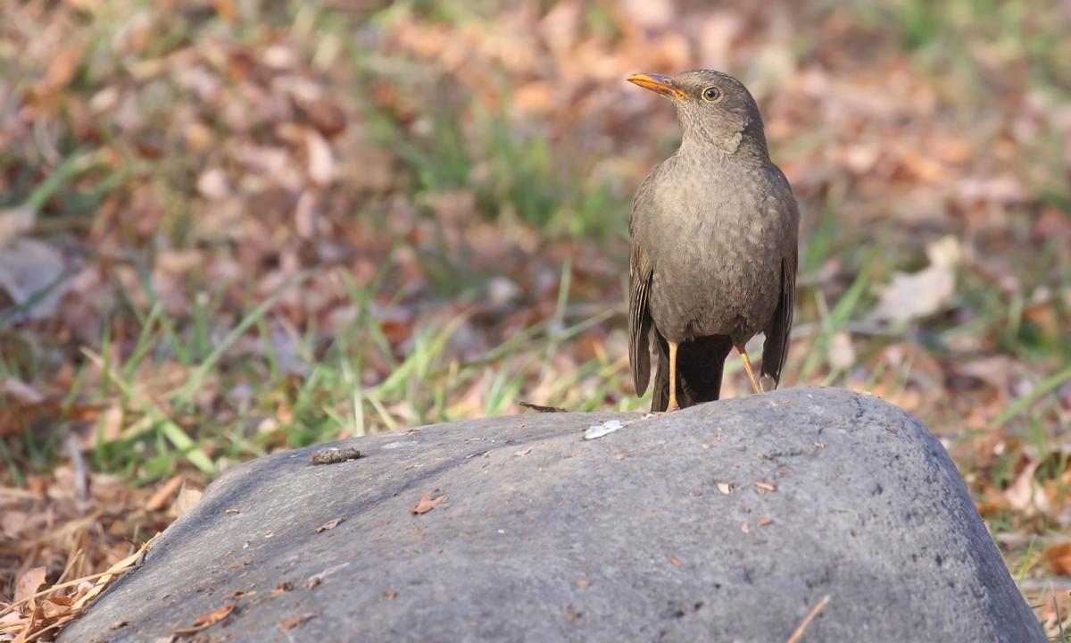 Photo Zorzal Chiguanco