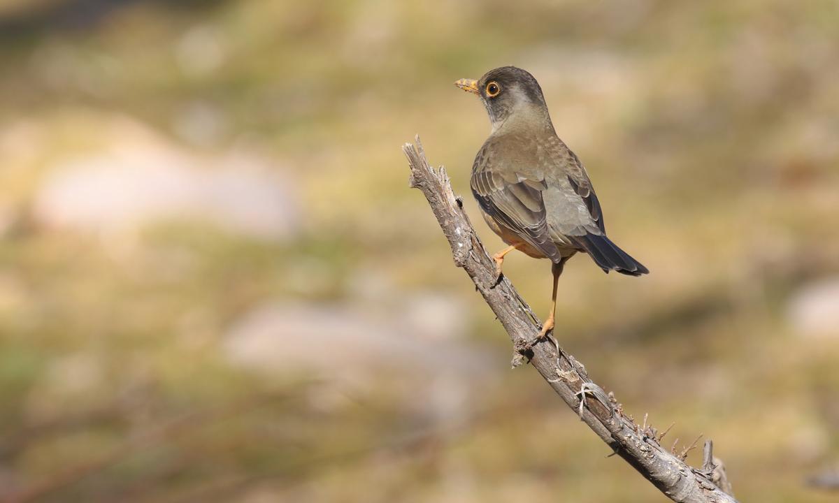 Foto Zorzal Patagónico