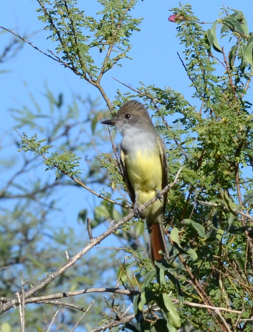 Foto Burlisto Cola Castaña