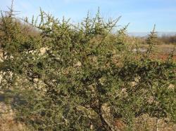 Foto Molle De Curtir