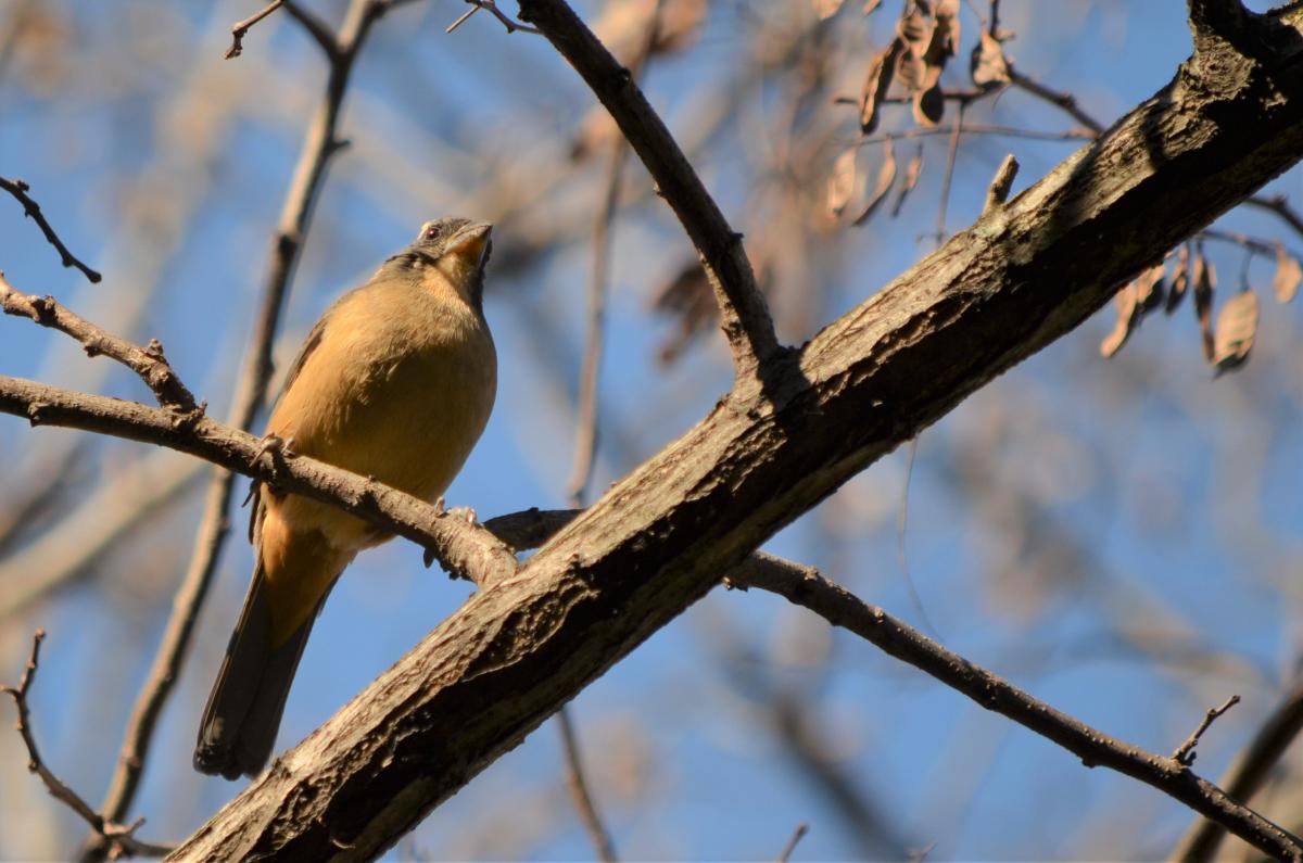 Foto Pepitero de Collar