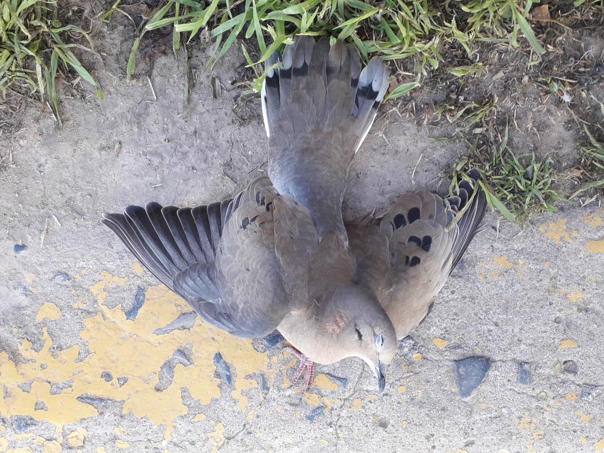 Foto Torcaza Común