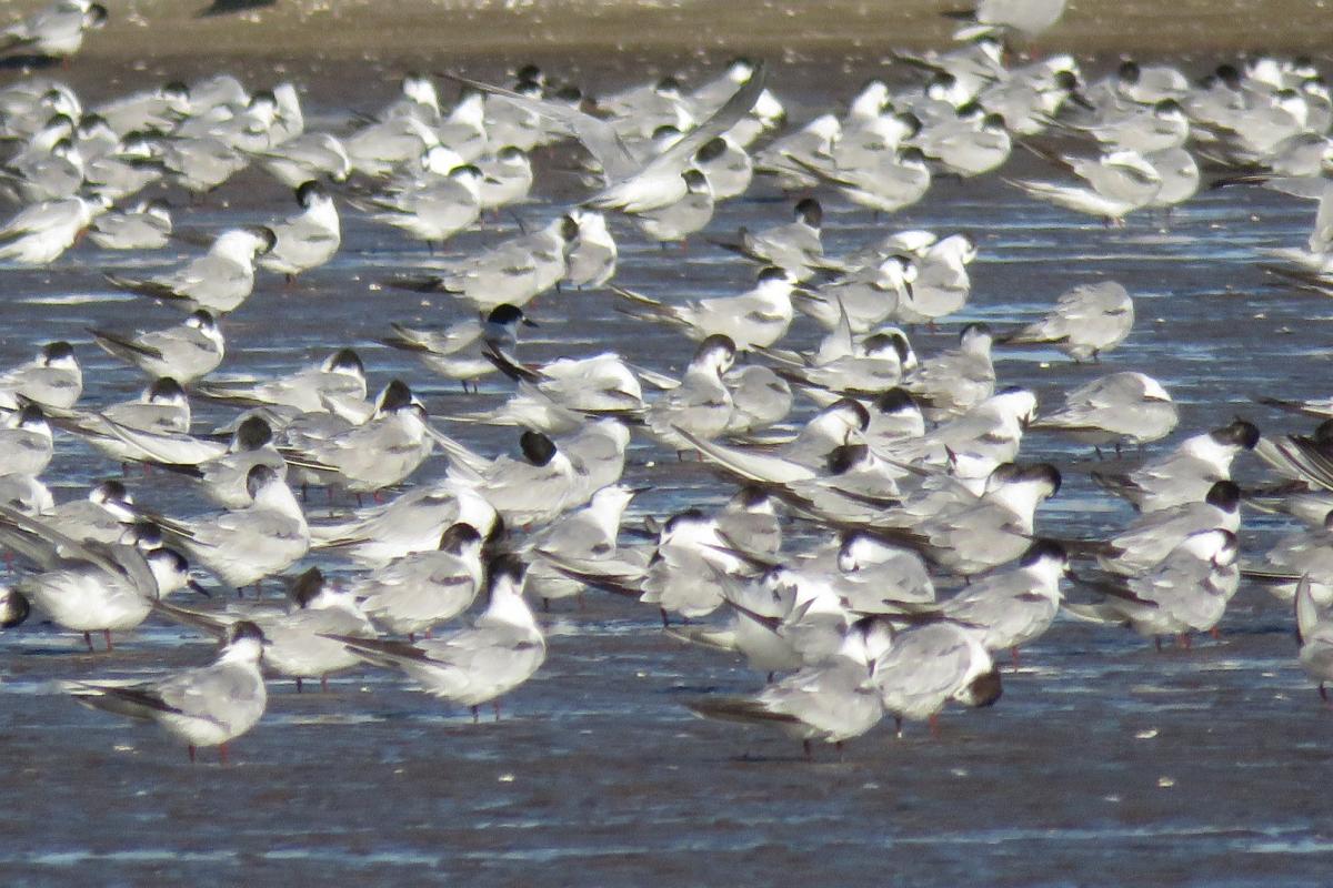 Foto Gaviotín Golondrina