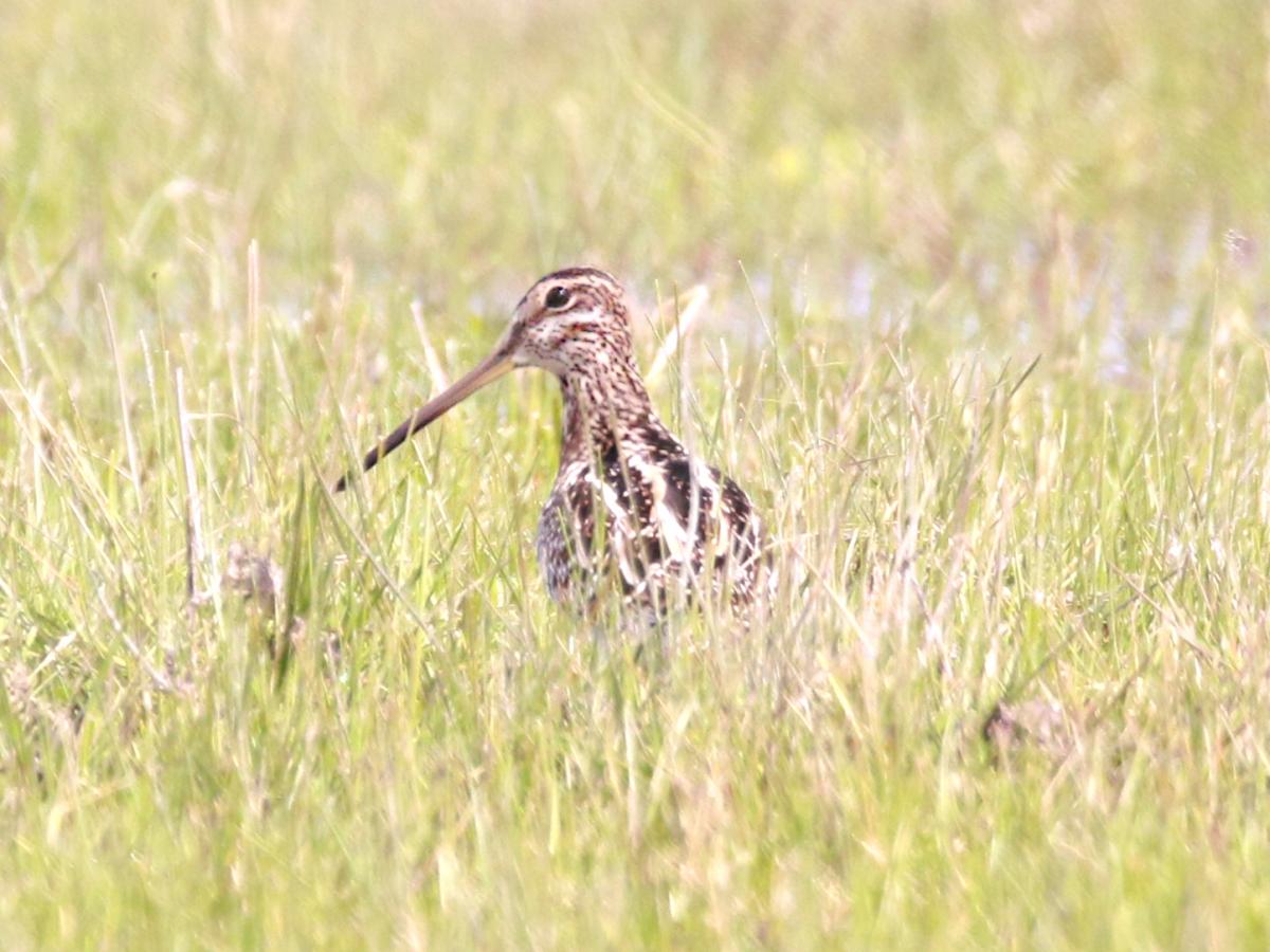 Foto Becasina Común
