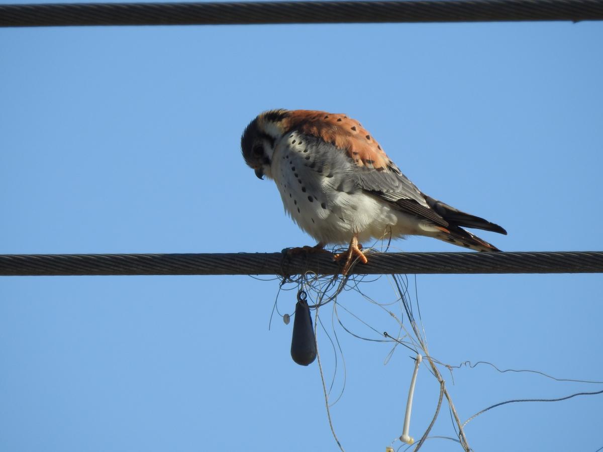 Foto Halconcito Colorado