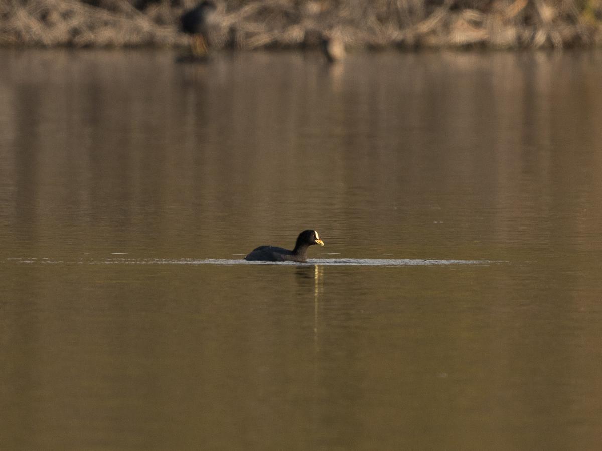 Photo Gallareta Ligas Rojas