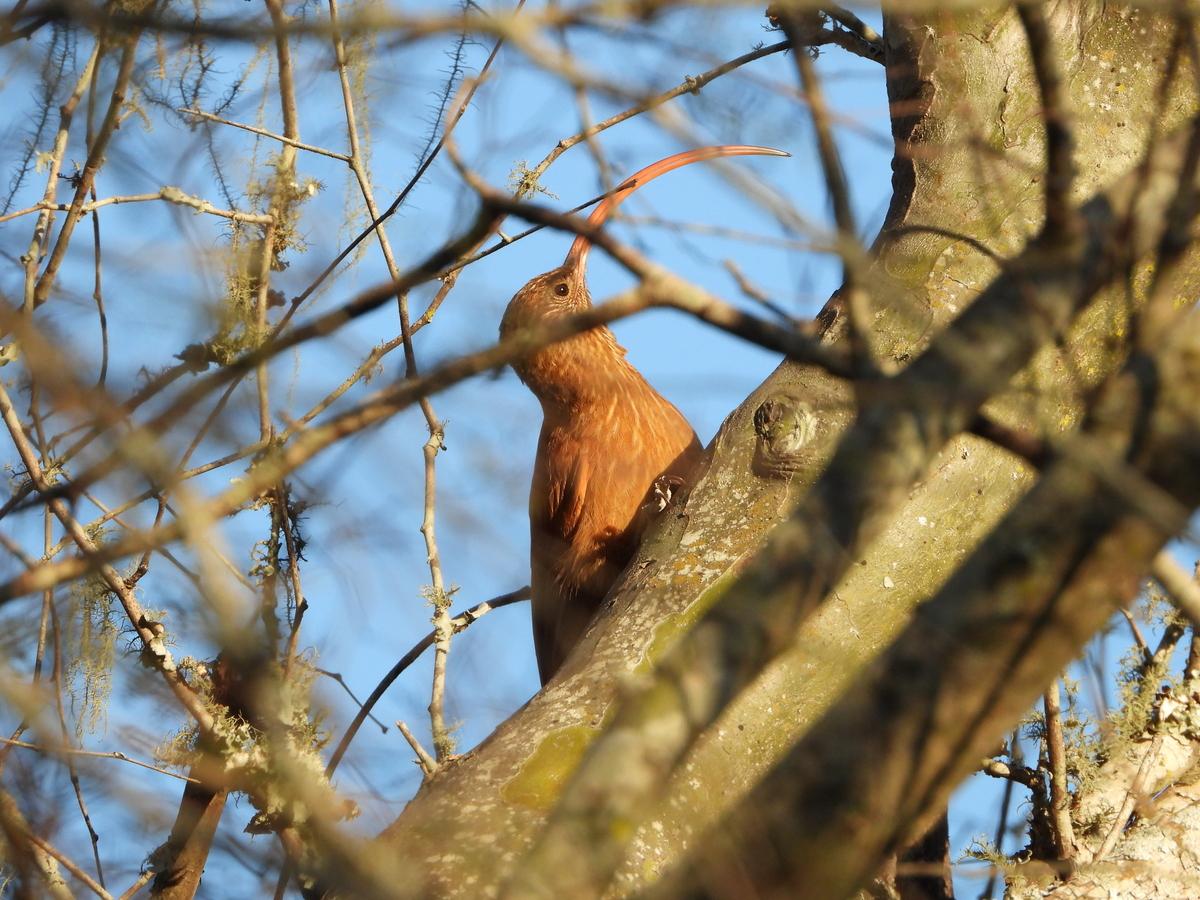 Foto Picapalo Colorado