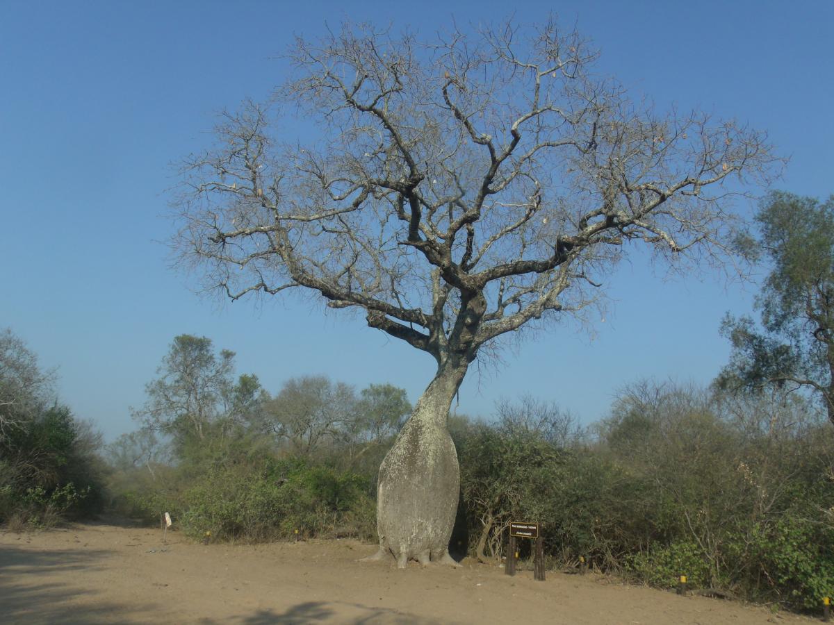 Photo Palo Borracho Blanco