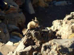 Foto Common Mountain Viscacha