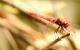Sympetrum illotum