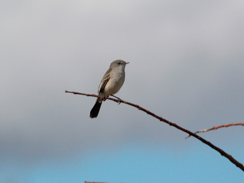 Foto Piojito Gris