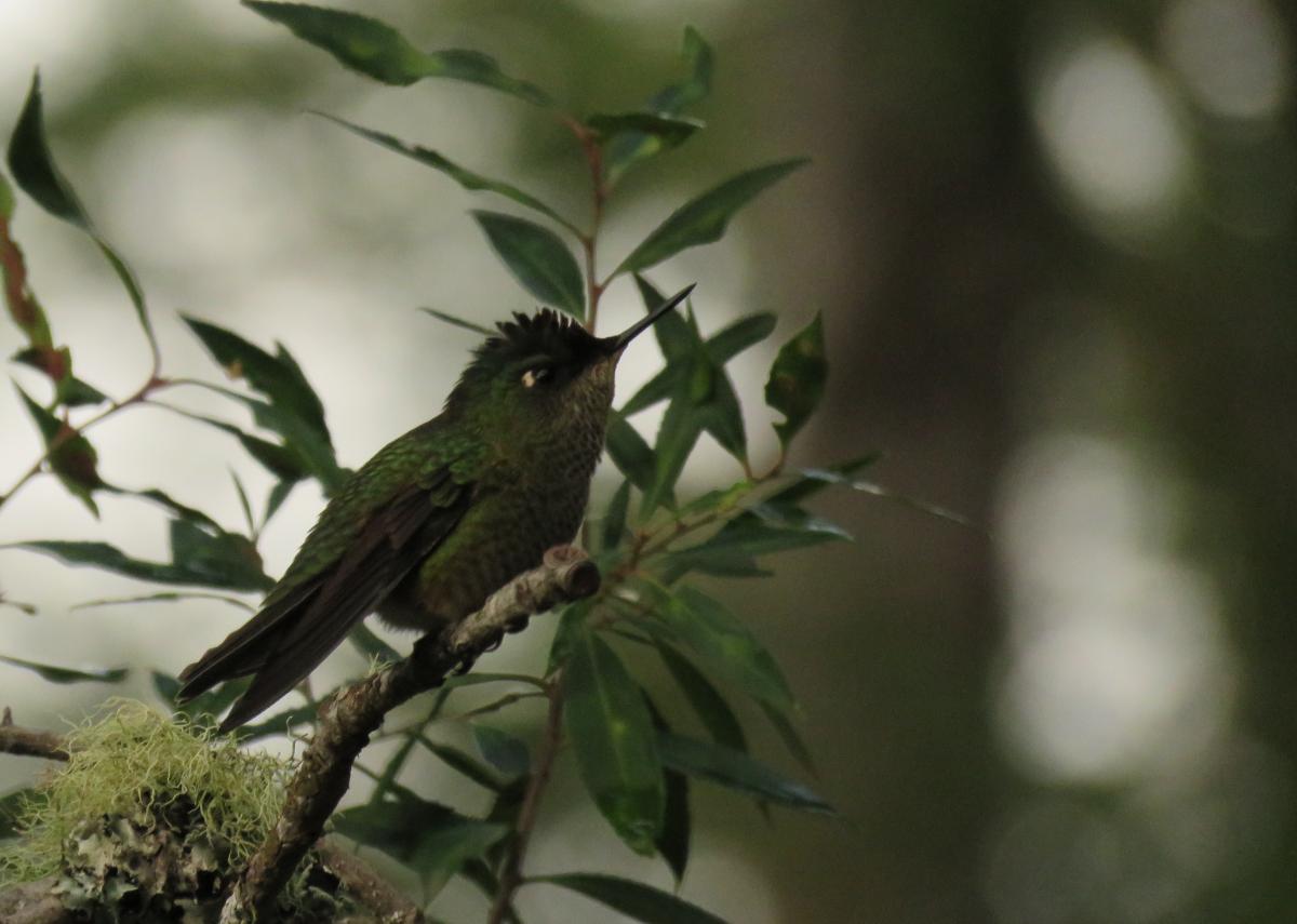 Photo Picaflor Rubí